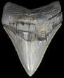 Bargain, Serrated Megalodon Tooth - South Carolina #42242-1